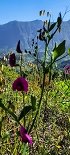 Plants: image 6 Of 208 Thumb